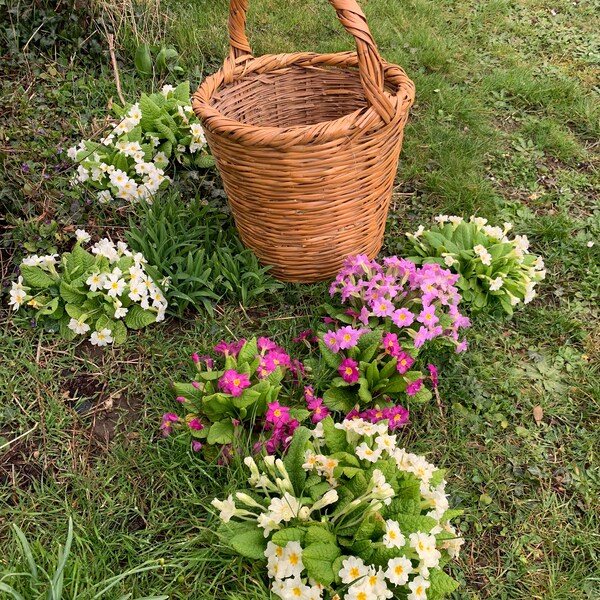 Grand Panier Ancien En Osier – French Basket Vintage – 39x30cm, Haut.22cm