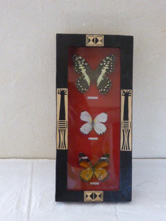 Cadre Vitrine Ancienne Composé de 3 Papillons Differentes Espèces Magnifiques Papillons, Cabinet Cur