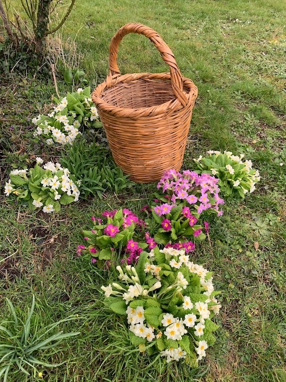 Rattan basket, old braided wicker