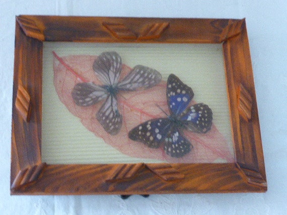 Window frame composed of 2 butterflies of different species Beautiful butterflies, cabinet of curiosities, collector