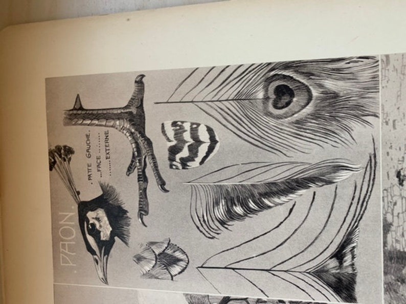 Le Paon by mathurin MEHEUT ANIMALS series Old plate number 33 poster lithography engraving cabinet of curiosities