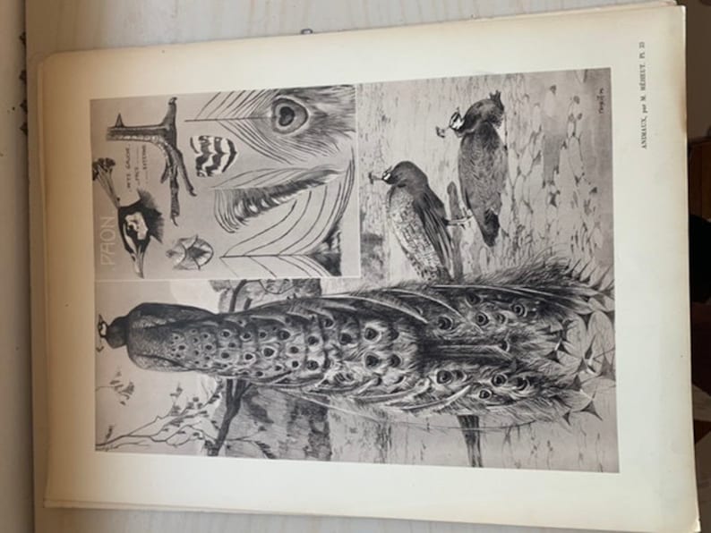 Le Paon by mathurin MEHEUT ANIMALS series Old plate number 33 poster lithography engraving cabinet of curiosities