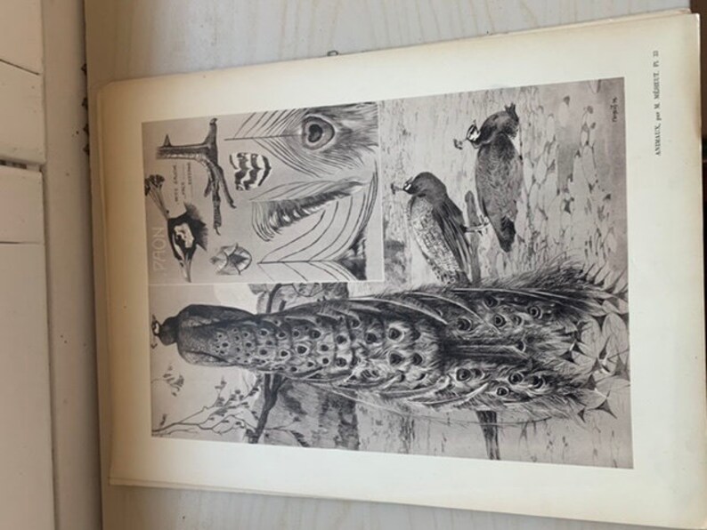 Le Paon by mathurin MEHEUT ANIMALS series Old plate number 33 poster lithography engraving cabinet of curiosities