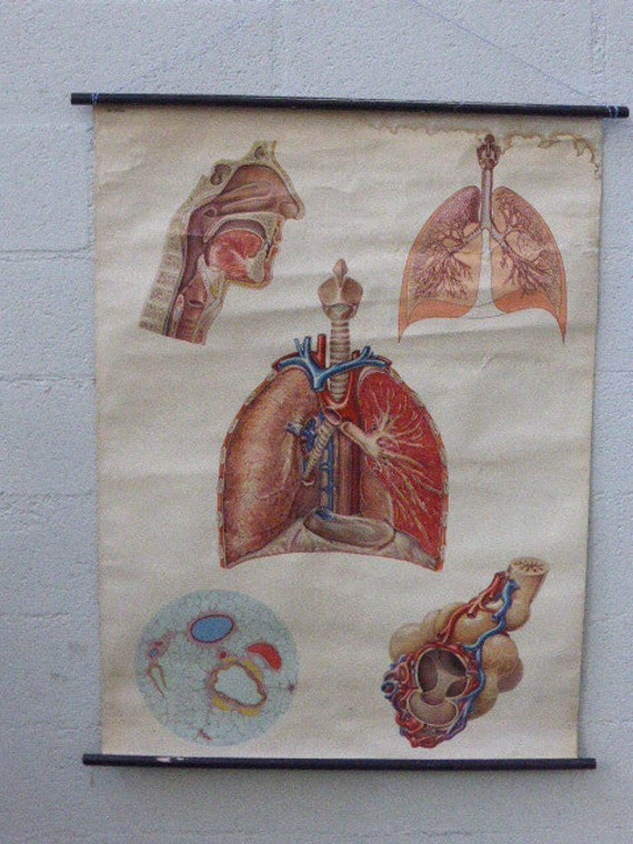 School and educational poster, medicine, the human body, the respiratory system, numbered 2036, vintage and collector