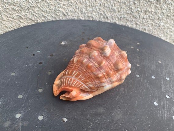 Rare and vintage shell, decorative, Cabinet of curiosities