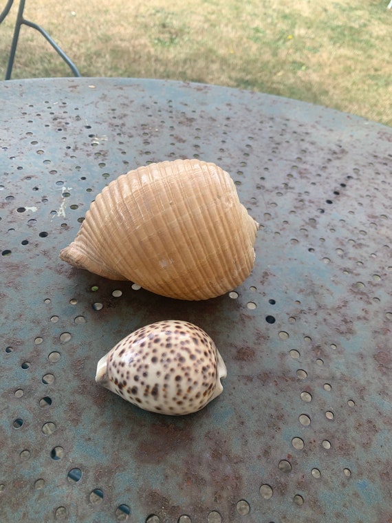 Lot of two decorative shells, including a porcelain shell, collector and vintage, Cabinet of curiosities