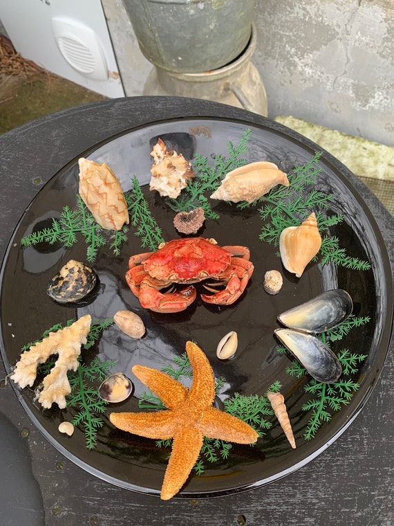 Trompe l'oeil plate, decorative collectible plate with seafood, starfish and naturalistic shells, vintage