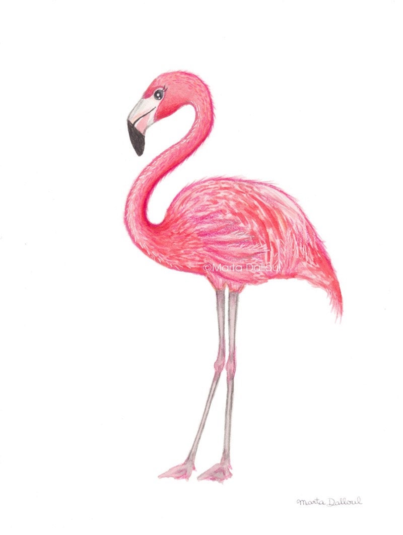 Фламинго легко. Фламинго. Фламинго рисунок. Фламинго для срисовки. Фламинго рисунок для срисовки.