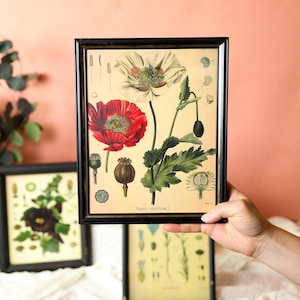 May include: Framed botanical prints featuring detailed illustrations of various plants. The central print showcases a red and white poppy with scientific labels. Other framed prints display grapes and other floral arrangements. The frames are black.