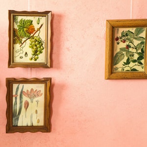 May include: Three framed botanical prints with illustrations of grapes, raspberries, and a pink flower. The frames are all brown wood with a wavy edge.