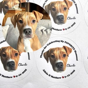 Custom Pet Wedding Favor Stickers and Bags, Personalized Doggie Bag Labels, Pet Photo Favors bild 6