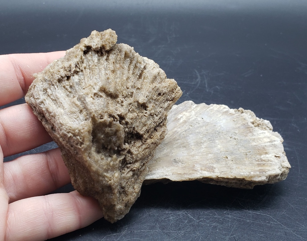 Agatized Favosites Florida Fossilized Coral From the Withlacoochee