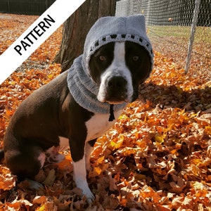 Könnte beinhalten: Ein schwarz-weißer Hund trägt einen grauen gestrickten Kapuzen-Schal. Der Hund sitzt in einem Haufen orangefarbener und brauner Blätter.