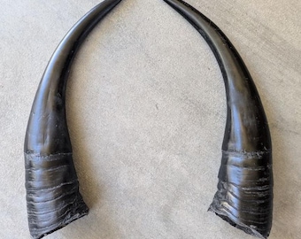 Mountain Goat Horns (replicas)