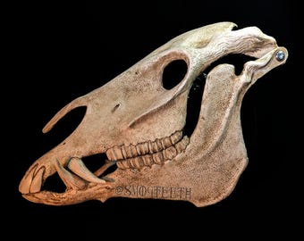 Horse Skull Mask