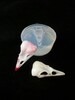 Faux taxidermy Raven bird skull clear silicone mold 