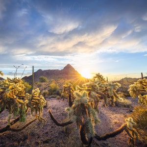 Return of the Walkers - Organ Pipe Cactus National Monument - Ajo, Arizona - Fine Art Photo Print - Decoración del hogar