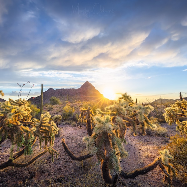 Return of the Walkers - Organ Pipe Cactus National Monument - Ajo, Arizona - Fine Art Photo Print - Home Decor