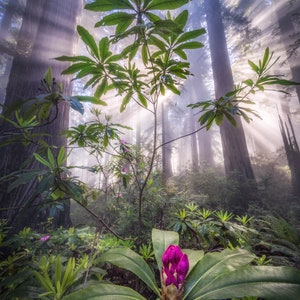 Webs in the Forst - Redwood National & State Park - Crescent City, CA - Fine Art Photo Print - Home Decor
