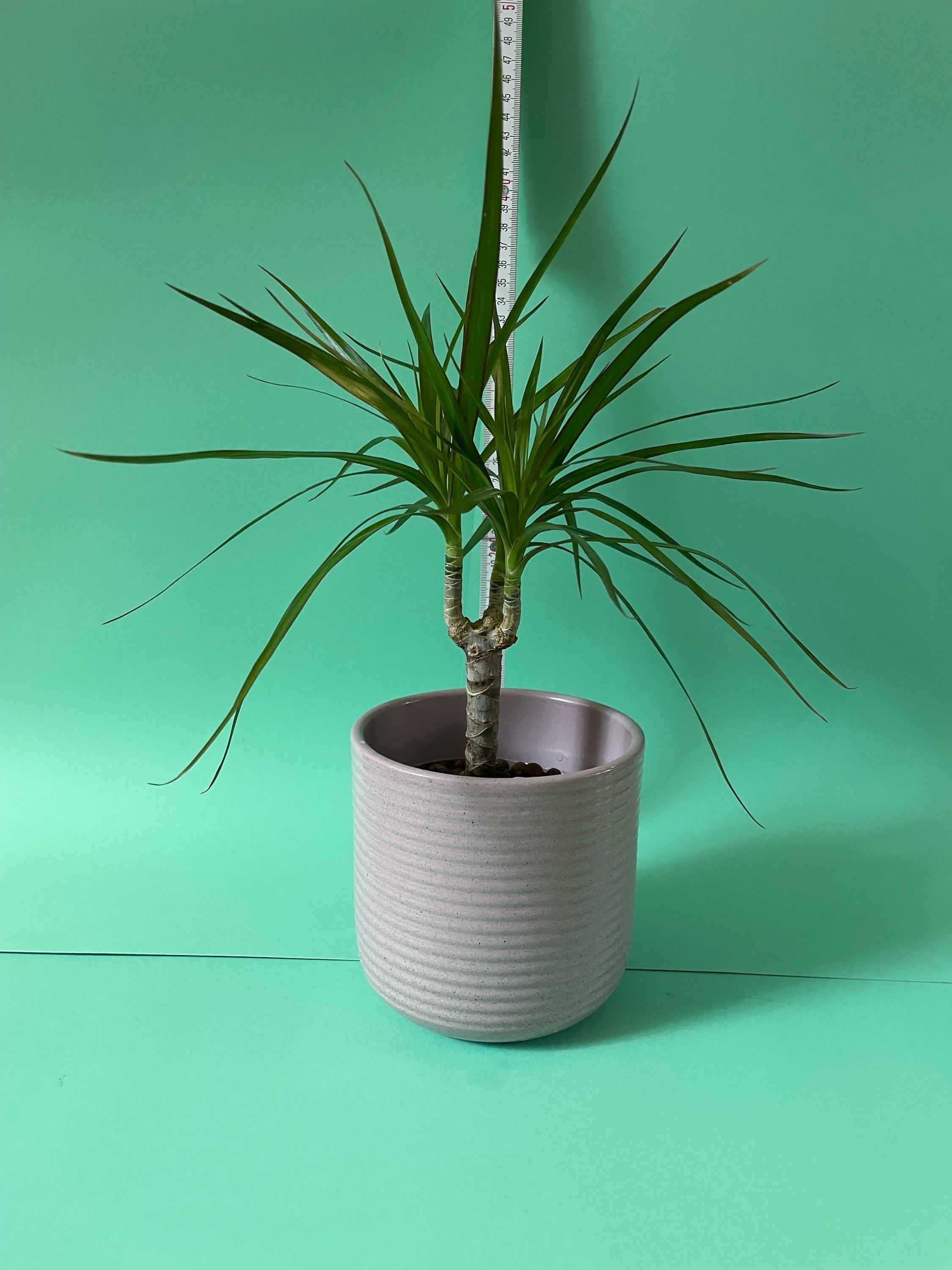 Dracaena marginata - Etsy.de