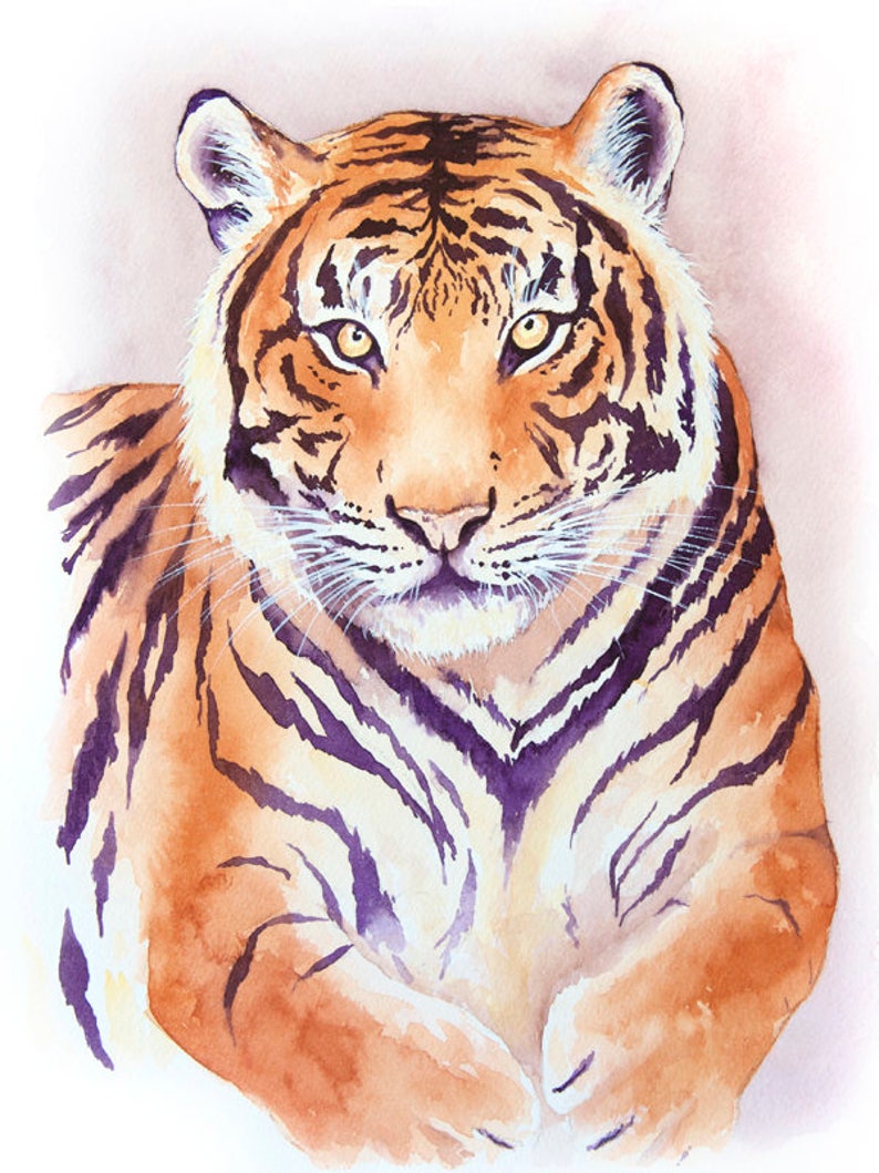 Тигр рисунок акварелью