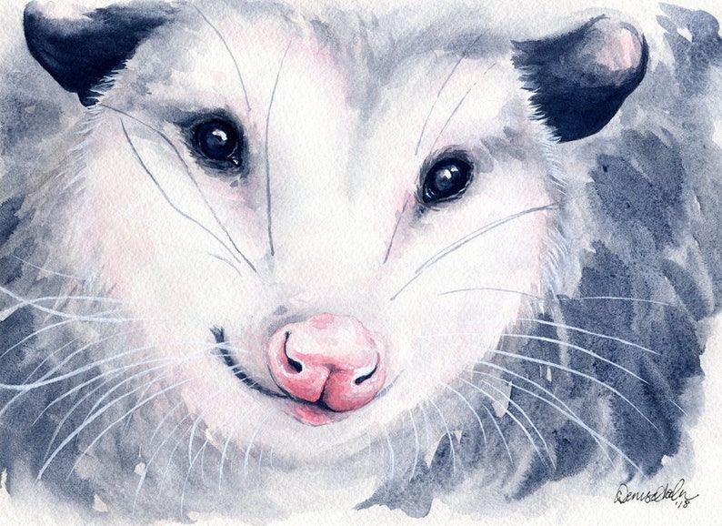 Opossum Watercolor Opossum Possum Opossum Painting Opossum | Etsy