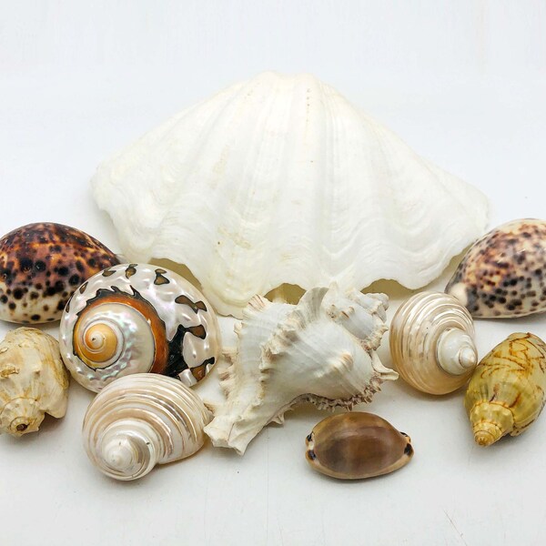 Seashell Collection Decorative Selection of Large Shells Tiger Cowrie Clam South African Turban Conch Whelk Collectible Beach House Decor.