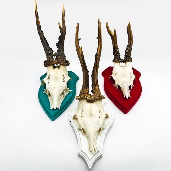 Vintage Deer Skull & Horns Wall Mount German Plaque Trophy Souvenir. Small Roebuck Taxidermy Animal Bone Head. Lodge Decor Sold Individually