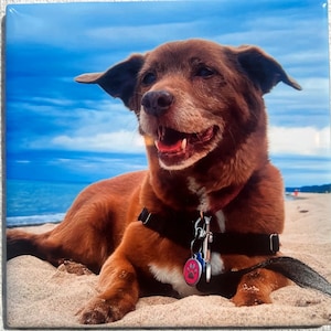 Pet Memorial | Rainbow Bridge | Personalized Photo Tile | Pets on Ceramic Tile | Pet Photo