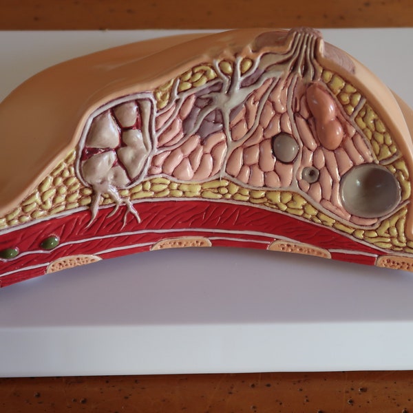 Modèle de poitrine en plastique pour cabinet de médecin à collectionner Dispositif médical Outil d'enseignement médical Modèle scientifique d'anatomie Bizarre cadeau sympa !