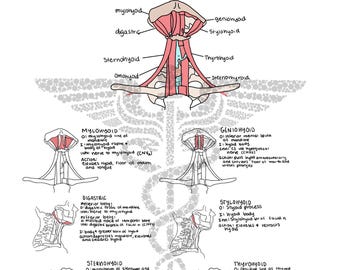 Triángulo anterior de los músculos del cuello