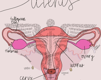 Anatomía del útero