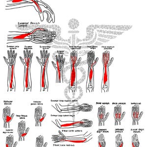 Upper Extremity Muscles