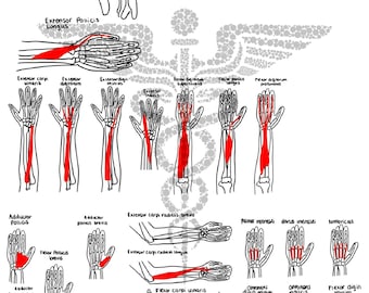 Músculos de las extremidades superiores