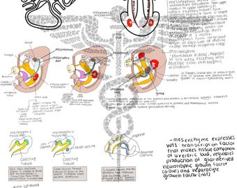 Embriología del sistema renal
