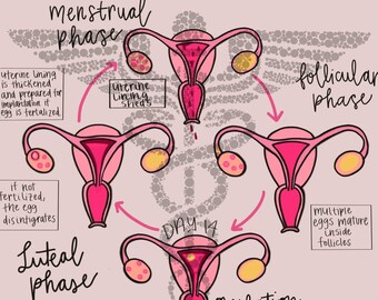 Ciclo menstrual