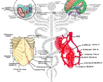 Lámina artística de anatomía del abdomen (descarga digital)