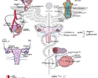 Lámina artística de anatomía de la pelvis (descarga digital)