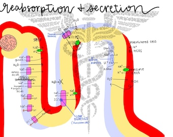 Fisiología de la nefrona renal