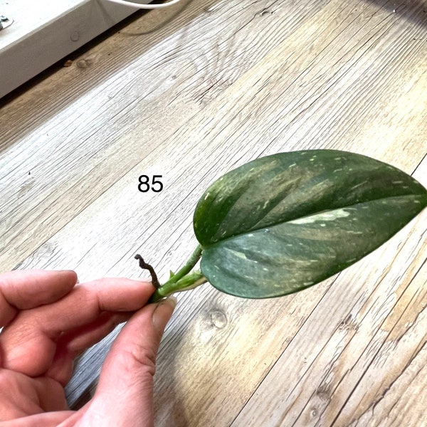 Monstera Standleyana Albo Leaf Cutting USA Seller