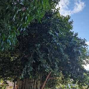 Ficus benghalensis BANYAN TREE 30 fresh cut leaves