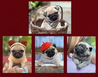 Note Card Set  - Fritz the Pug Puppy Note Cards - Pugs Note Cards - 4x5