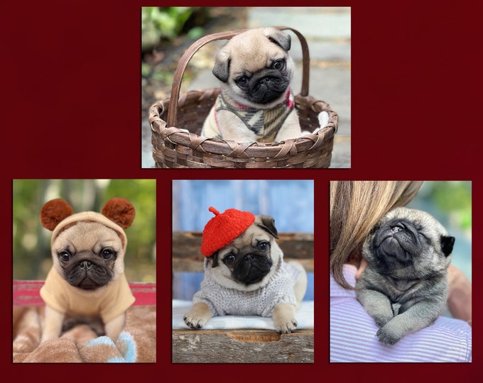 Note Card Set  - Fritz the Pug Puppy Note Cards - Pugs Note Cards - 4x5