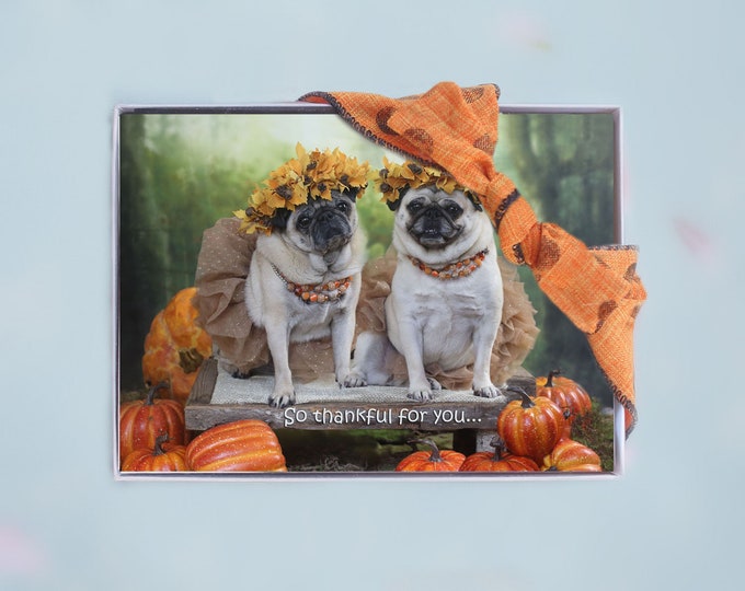 BOX of 10 - THANKSGIVING Cards Funny - So Thankful For You - 5x7