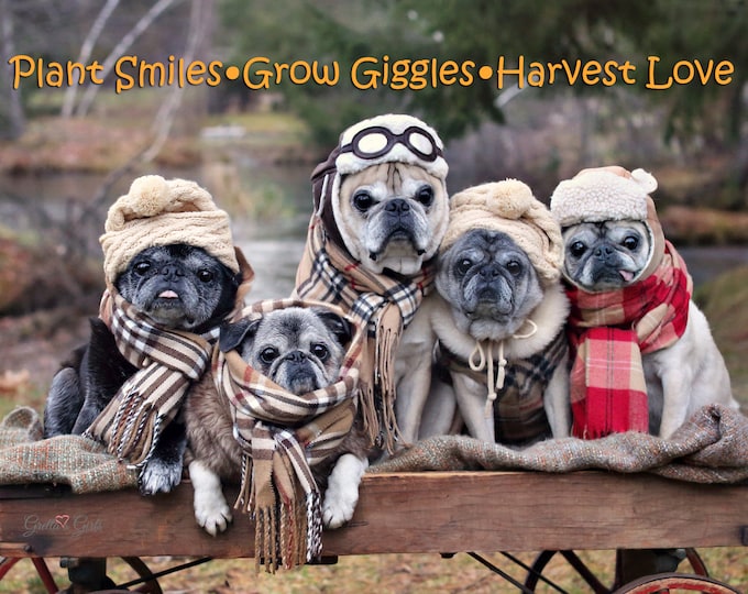 THANKSGIVING Card - Plant Smiles Grow Giggles Harvest Love - Funny Pug Card -5x7