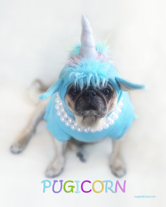 pugicorn teddy