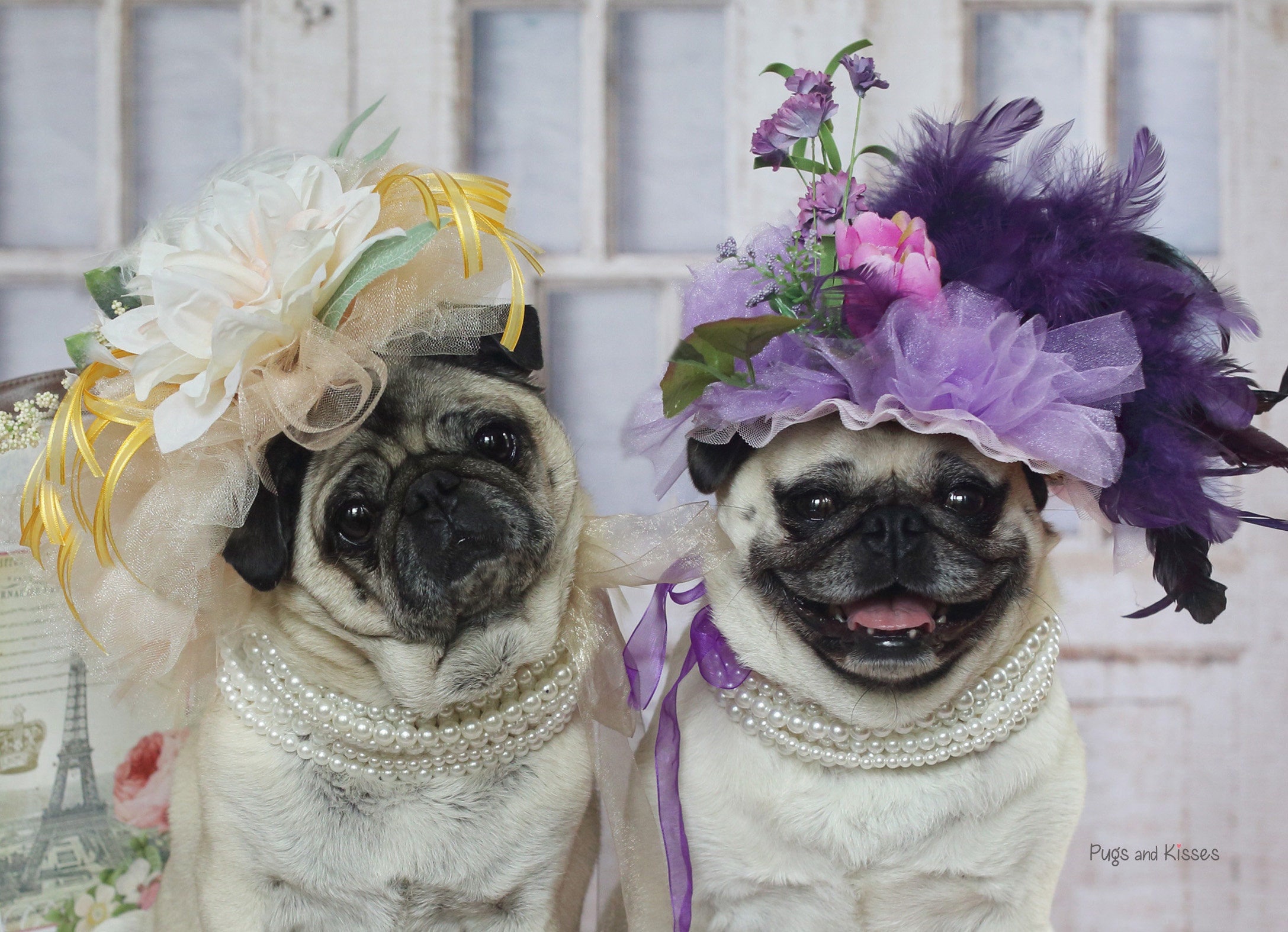 BLANK Card Friends In Fancy Hats All Occasion PUG Greeting Card Pug Gift Pugs and Kisses 5x7