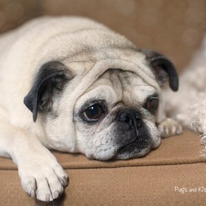 TARJETA DE CONDONÍA - Dondequiera que haya estado un alma hermosa - Tarjeta de condolencias de Pug de 5x7 de Pugs and Kisses