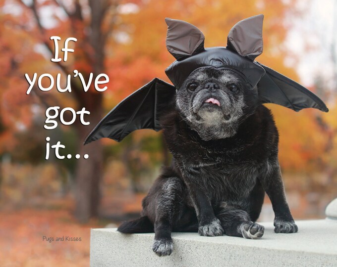 Box of 10 Halloween Cards Funny - Haunt It - 5x7