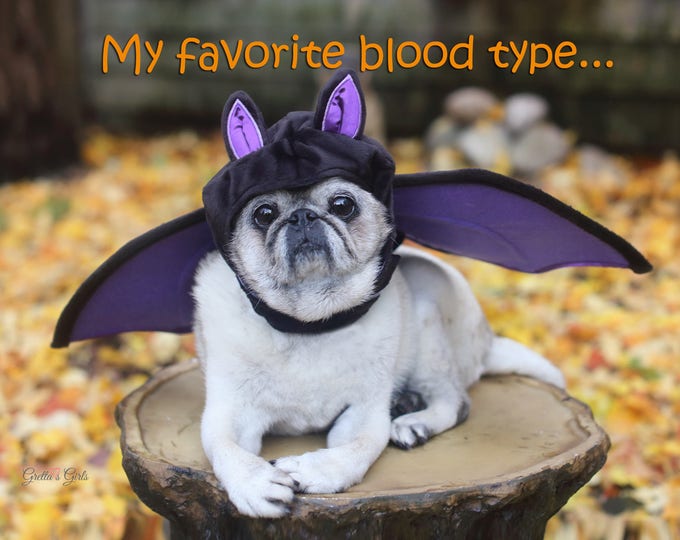 Box of 10 Halloween Cards Funny - My Favorite Blood Type - 5x7